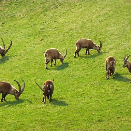 Chesa Vista Mezdi Lägenhet Pontresina